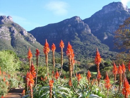 South Africa - Cape Town - Tours - Kirstenbosch Gardens